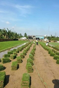 台湾草卷