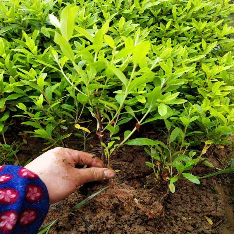 马尼拉草皮