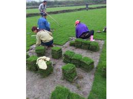 马尼拉草多少钱一平方,广东马尼拉草现在价格？