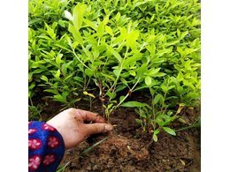 广东马尼拉草坪价格是多少钱一平方