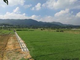 东莞销售兰引三号厂家直供.