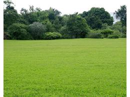 广东百慕达草卷供应,兰引三号草价格?