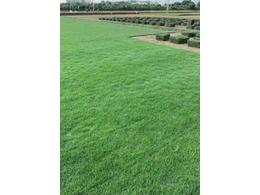 [绿化草卷]草皮销售价格