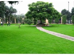 [兰引三草]东江源兰引三号量大从优