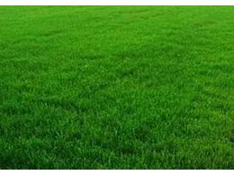 草坪绿化过程中是播撒种子好，还是铺草皮好