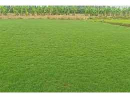 [大叶油草草卷、草皮]大叶油草草皮