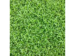 [大叶油草草卷、草皮]大叶油草价格