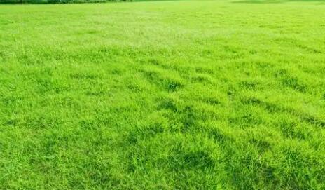 草皮卷的快速绿化施工技术