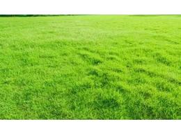 草皮卷的快速绿化施工技术