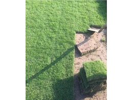 [大叶油草草卷、草皮]大叶油草卷厂家.