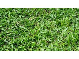 [大叶油草草卷、草皮]大叶油草皮