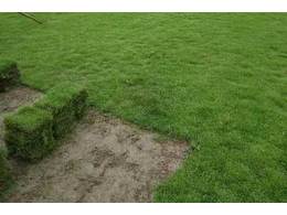 [绿化草卷]福州玉龙草卷