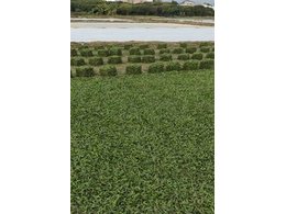 [绿化草卷]博白台湾草卷草厂家