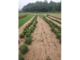 [绿化草卷]台湾草批发