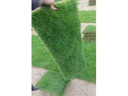 [兰引三号草]海口兰引三号草