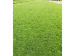 兰引三号草基地易成活