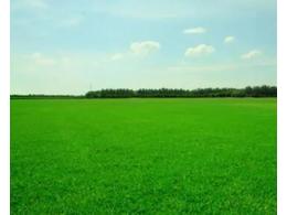 常用绿化草坪品种有哪些？绿化草皮品种介绍