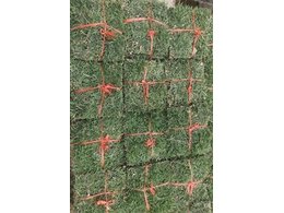 [大叶油草草卷、草皮]封开大叶油卷草订购