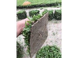 [兰引三号草]拱北兰引三号草采购