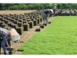 [兰引三号草]广西兰引三号草坪正规厂家