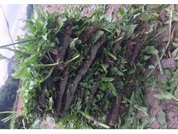 广东凤岗大叶油草卷价格