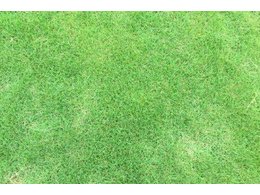 大叶油草草卷浅谈草坪杂草的防除技术