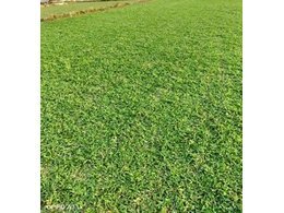 清新大叶油草皮