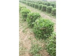 广东派潭兰引三号草报价