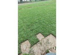 广东佛山兰引三号草坪供应