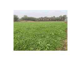 贵州台湾草草坪