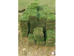 怀集台湾草厂家