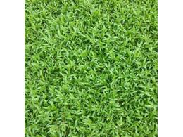 广州兰引三号草场哪家不错