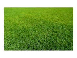 贵州兰引三号草讲述如果草坪生病了