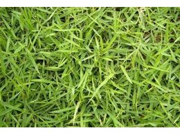 惠州茂沁兰引三号多少钱