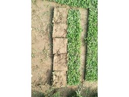 佛山大叶油草卷.