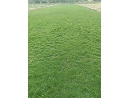 广东大叶油草卷厂家