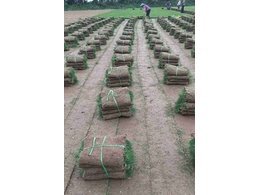 广东老隆镇台湾草批发