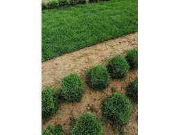 海珠区兰引三号草订购