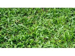 南宁大叶油草草卷如何养护管理