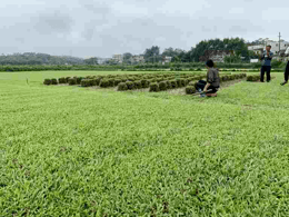 中山草坪大叶油草批发厂家