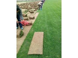 广州石滩兰引三号草多少钱