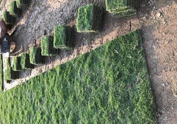 茂沁草卷供应 茂沁草卷供应