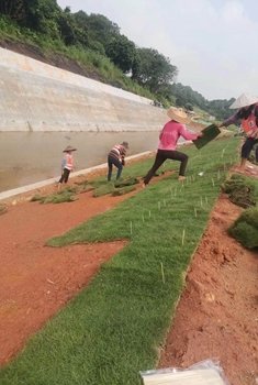 茂沁市草卷供应 茂沁市草卷供应