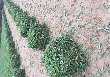 茂沁草卷供应 茂沁草卷供应