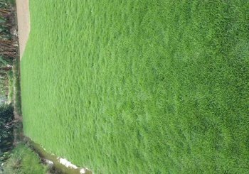 茂沁市草卷供应 茂沁市草卷供应