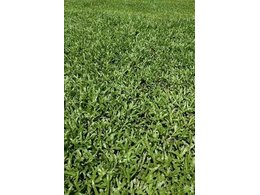 高明兰引三号卷草批发