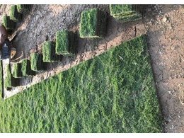 广州市草卷供应