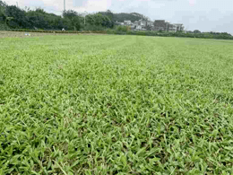 草坪大叶油草坪基地