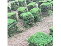 潮州球场大叶油草卷种植方法