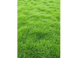 绿化草皮有什么病害？